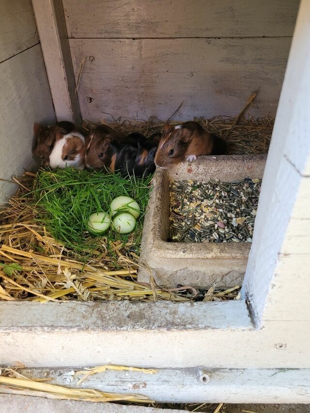 Ferienwohnung in Fehmarn OT Todendorf - Ferienhof Manowski Nr.2 - Bild 19