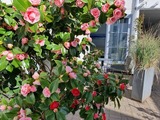 Ferienwohnung in Kappeln - Kappeln 336 - Bild 24